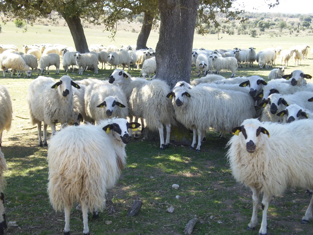 Fariza y la Falla ovejas.webp
